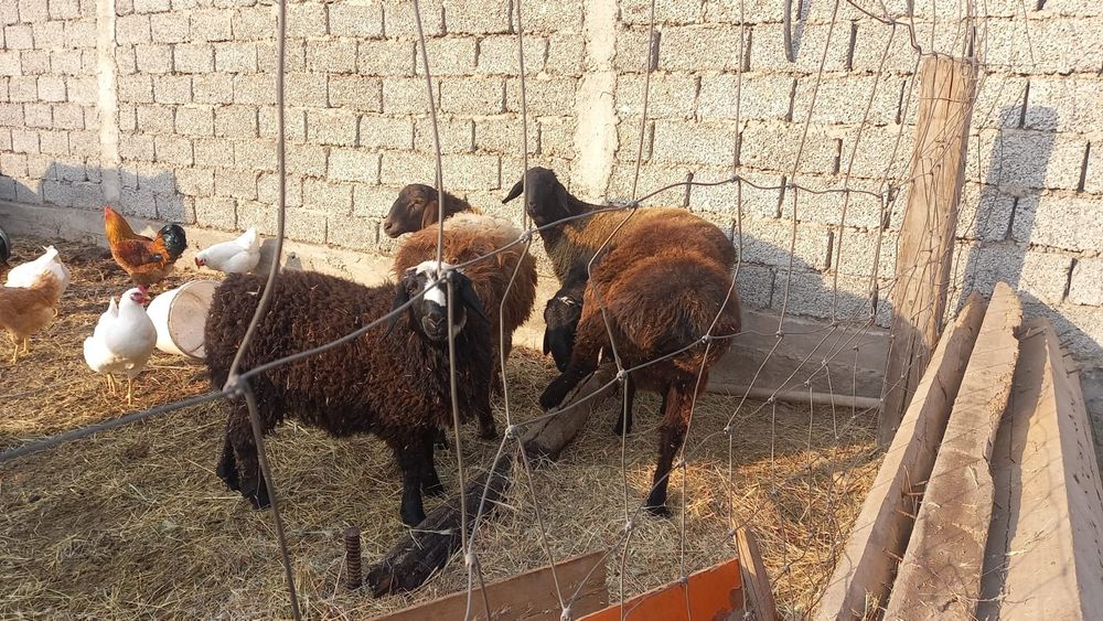 Қойлар бар семіз