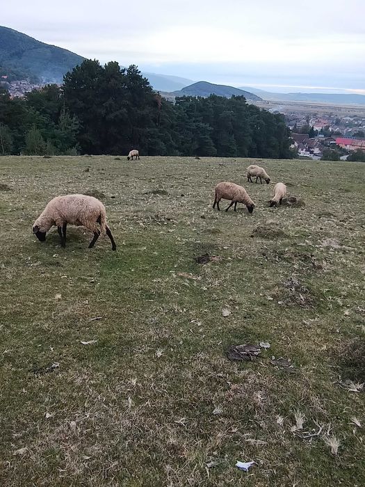 Vând oi suffolk.