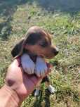 Catelus Beagle rasa pura
