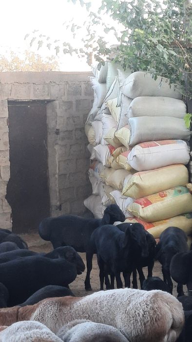 Куй нури сотилади