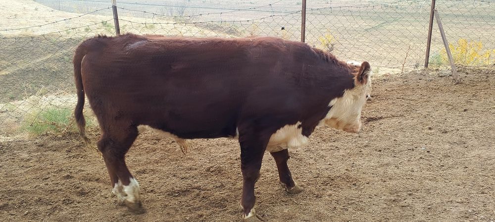 Тоза Гренфорд 1 сорт букалар сотилади