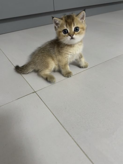 Продаются котята золотая шиншилла