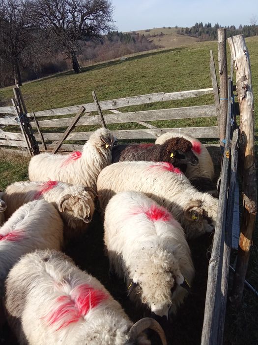 Oi frumoase de vanzare