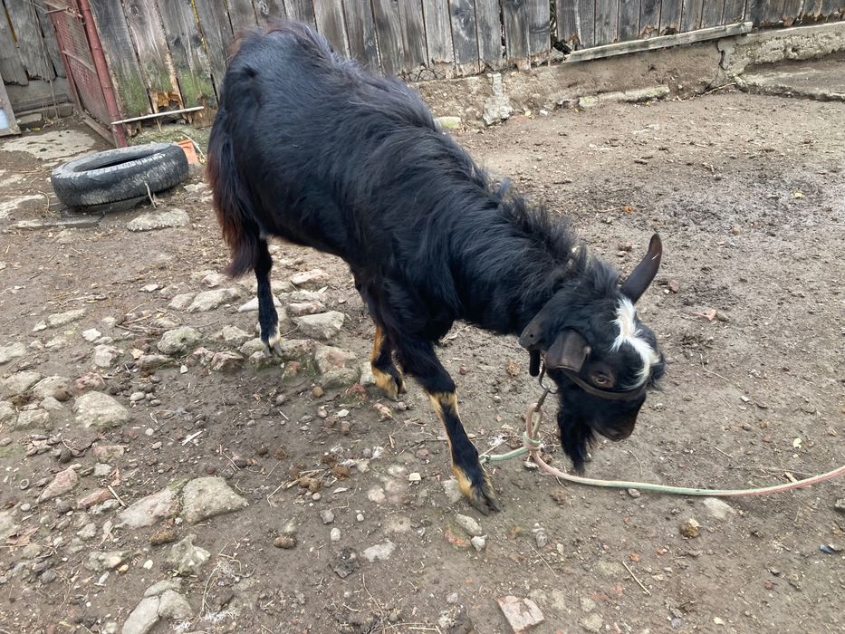 Tap de vazare in Diosig