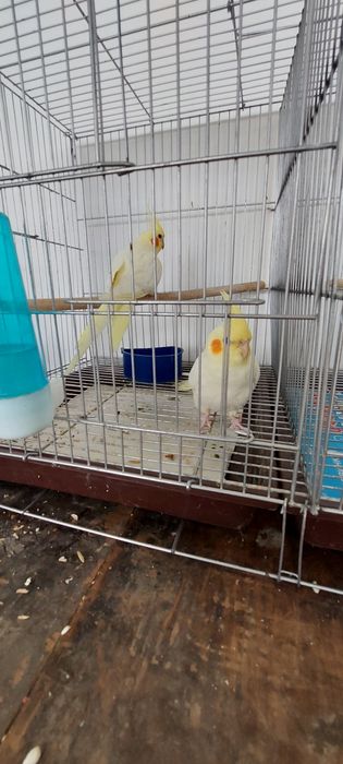 Неразлучники Карелла и Волнистые