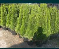 Vand thuja,mesteceni