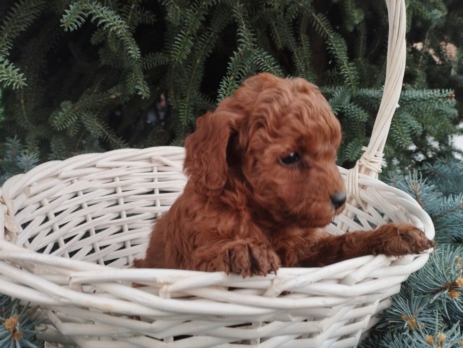 Той пудел Poodle toi
