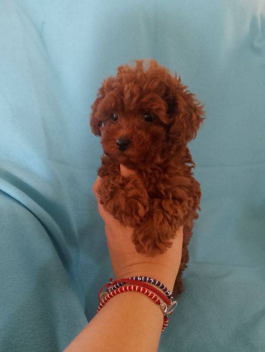 Pudel mini toy red