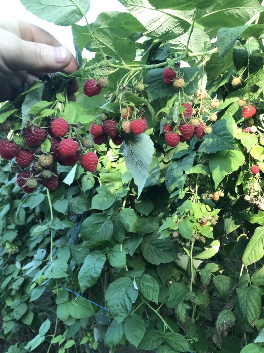 Zmeura polka din gradina