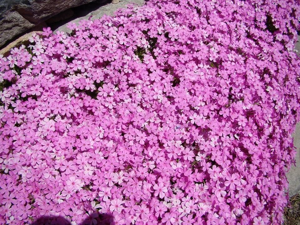 Флокс Многогодишно каскадно цвете