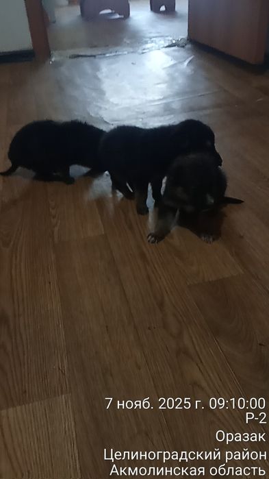 Шенков немецкой авчарки