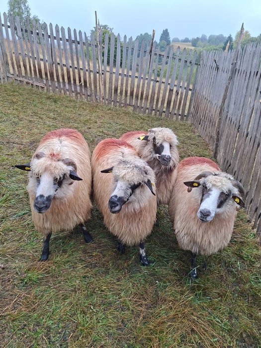 Vand 4 oi țurcane și un berbec