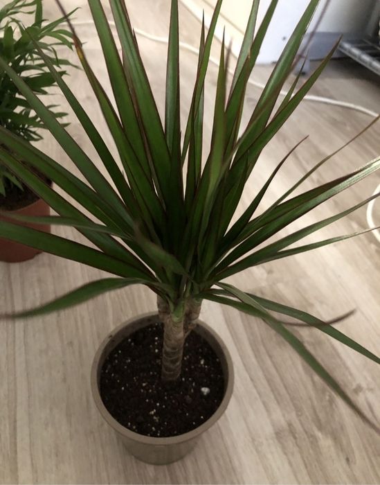 Отдам цветок бесплатно