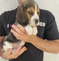 Cățel Beagle Tricolor