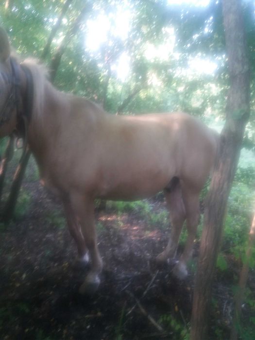 Cal castrat are 23  ani cuminte trage forte bine