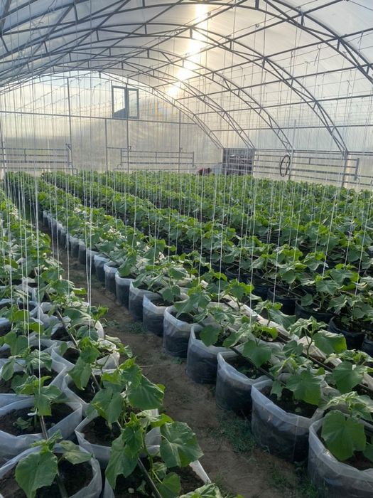 Срочно продам готовый бизнес теплица