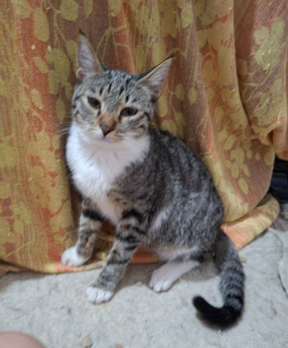 Пристраивается молодая кошечка