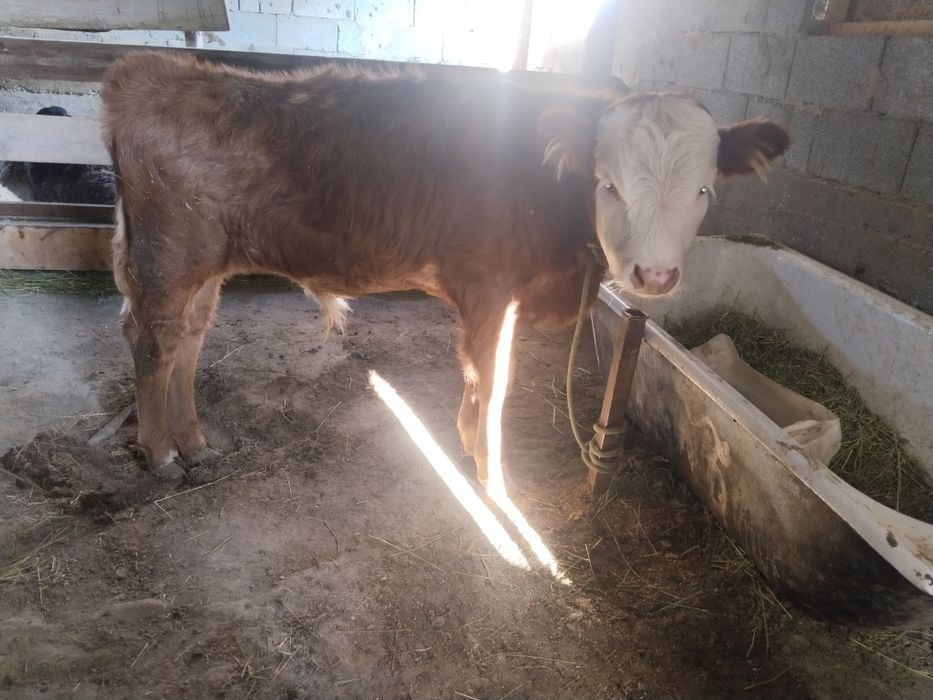 Аиырбас жасаимын еркек бузау ды Сиыр кунажын га