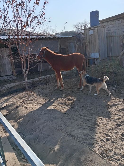 Лошадь жабағы сатылады