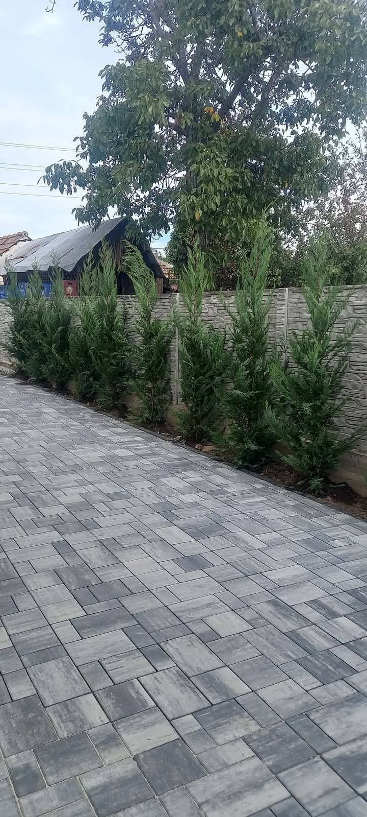 Vând tuia leylandii,gazon