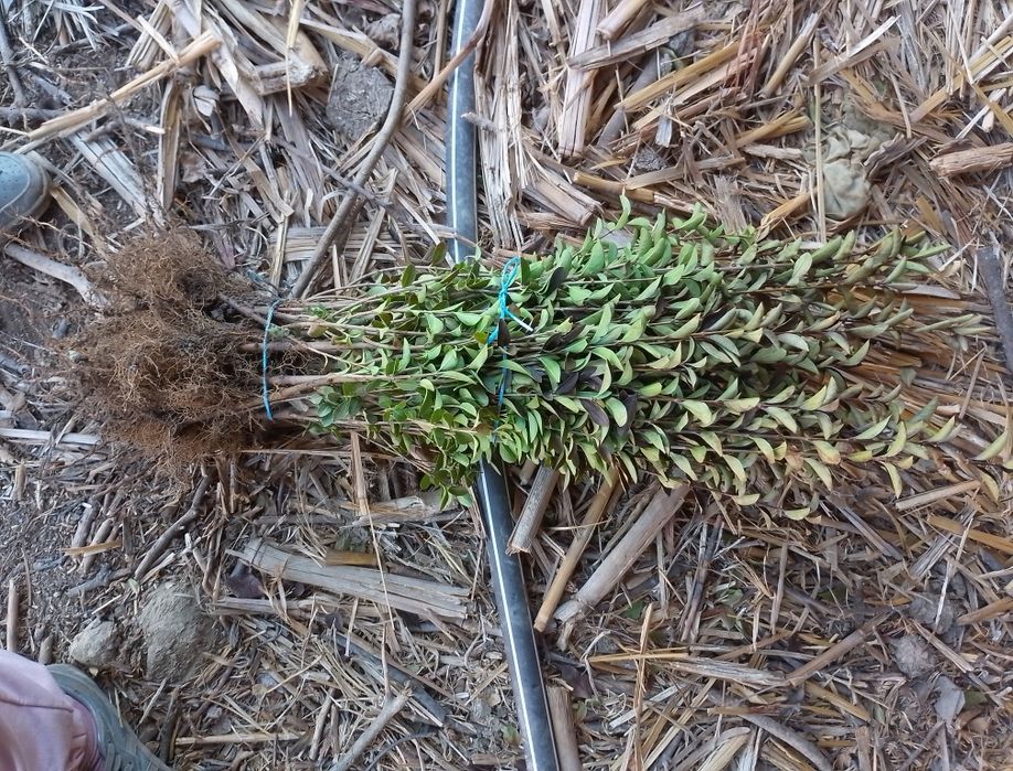 Лигуструм, зелен