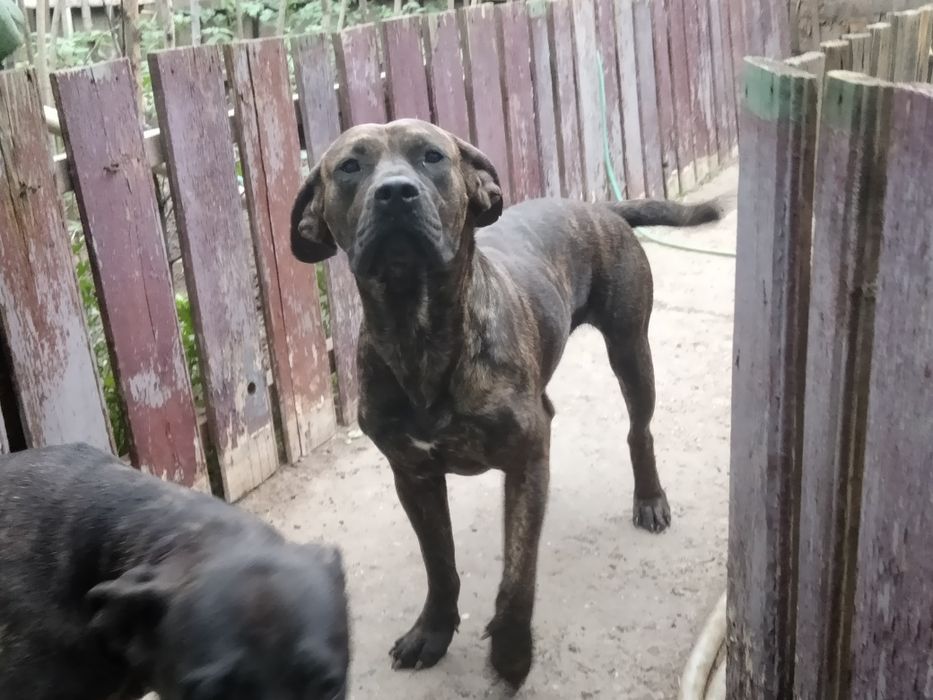 Vand Femela Presa Dogo Canario Tigrata Pedigree adulta Giurgiu