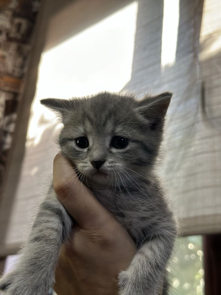 Котята британские
