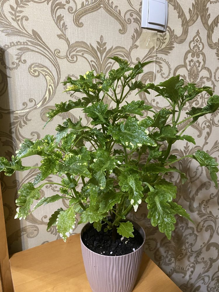 Колеусы разных сортов