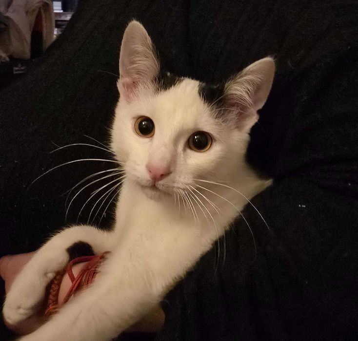 Подарявам малко коте