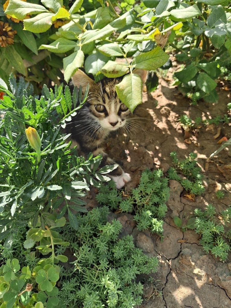 Подарявам котета