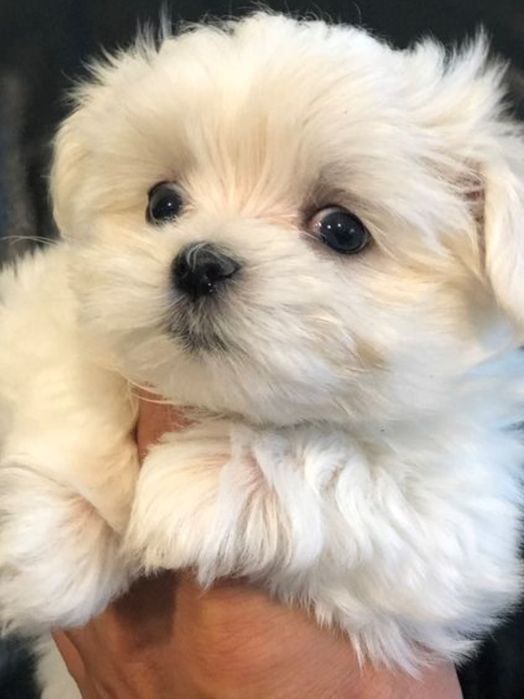 Bichon mini toy foarte frumoși