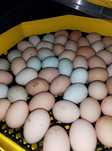 Vând oua araucana și australorp splash incubat