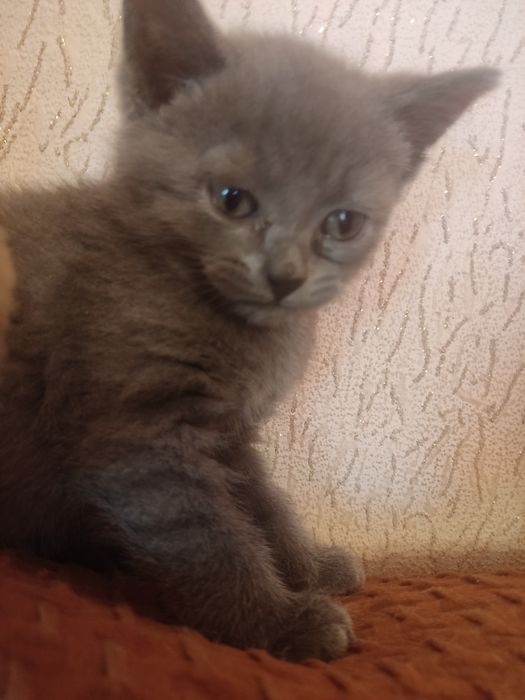 Отдам  котят в хорошим руки