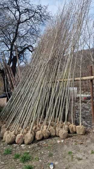 Amenajează-ți grădina cu arbori și arbuști de excepție