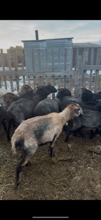 Продам баранов 18 голов