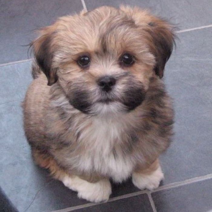 Bichon  havanez  băiețel