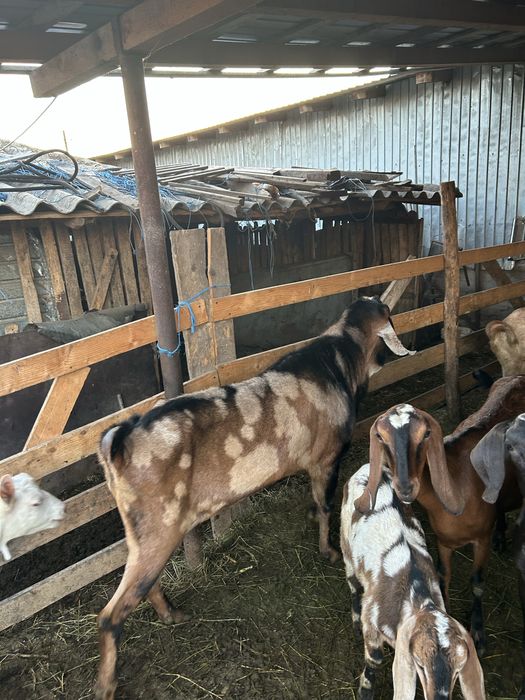 Vand tap anglo nubian