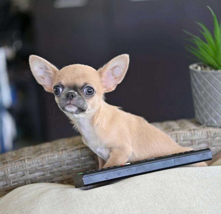 Мъжко миниатюрно чихуахуа лилав фаун