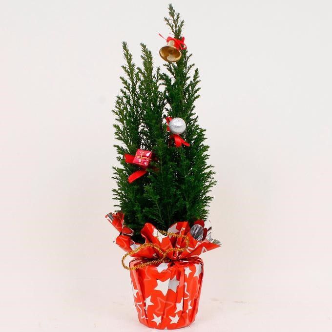 Продам ёлку ель голубая живая на новый год в горшке