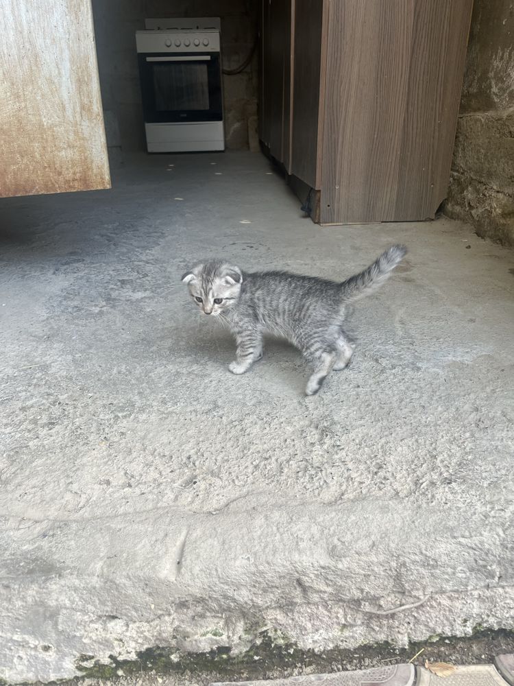 Вислоуха котенки