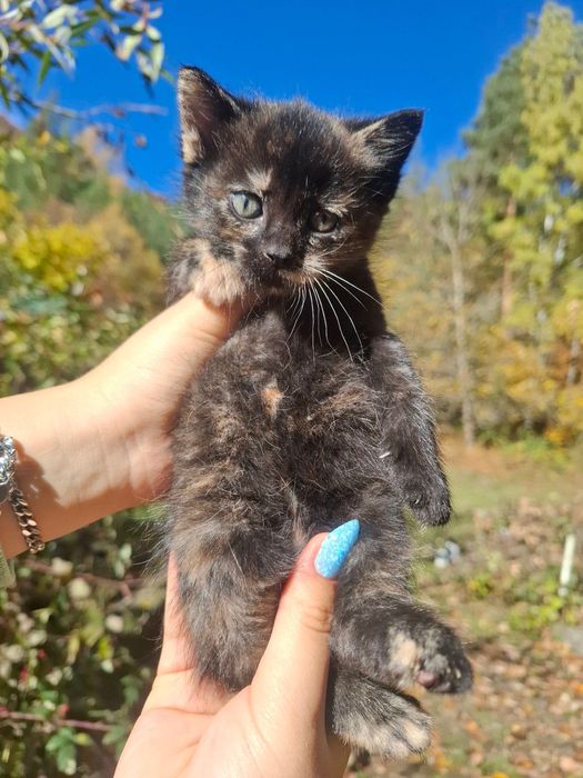 Спешно подарявам котенце