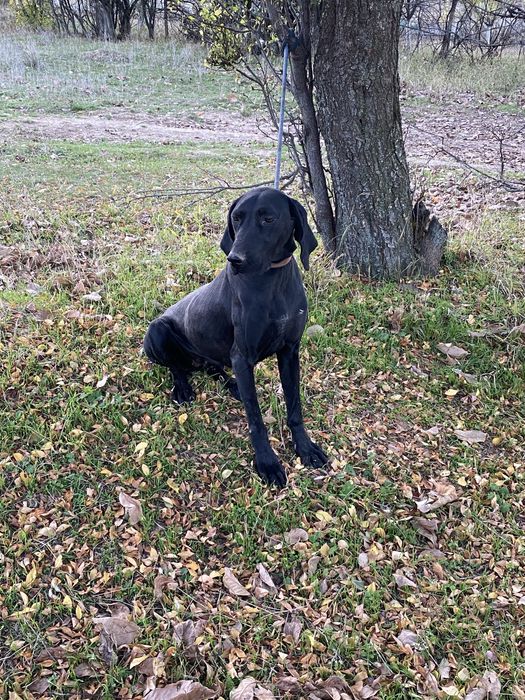 Курцхаар за трюфели