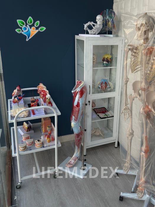 Анатомические Муляжи , Anatomik modellar