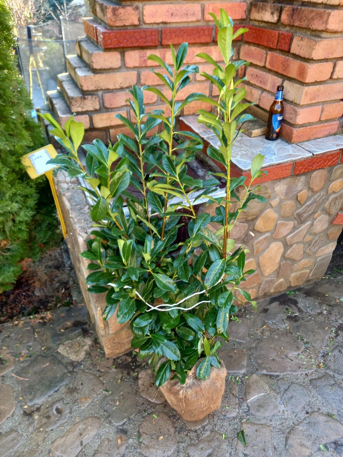 Vând brazi tuia thuja smaragd Magnolia Mesteacăn