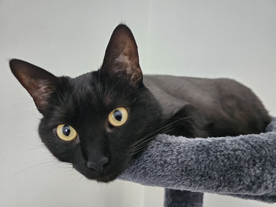 Pisici prietenoase de donat