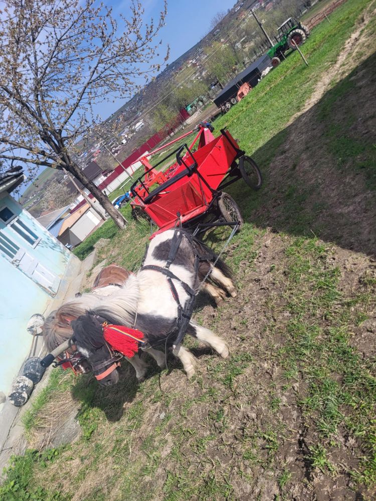 vand pereche ponei+sareta si hamuri