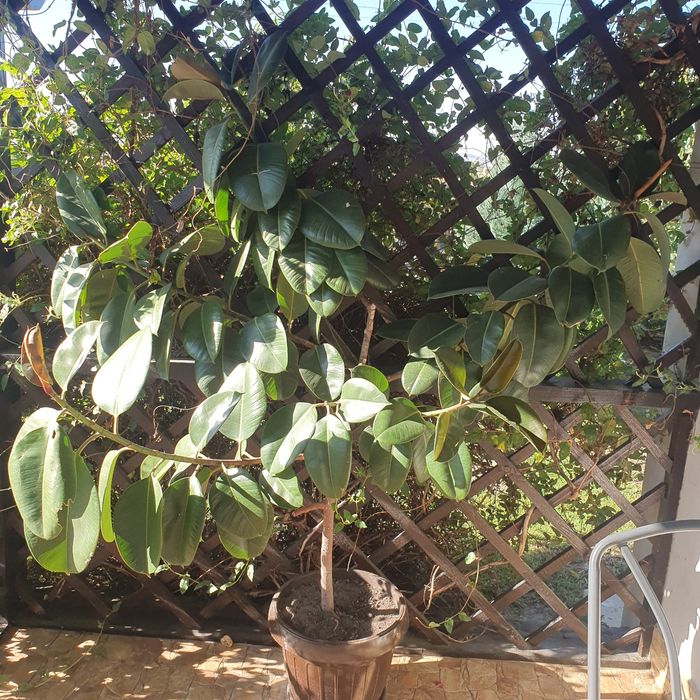 Vând ficus înălțime 1.80