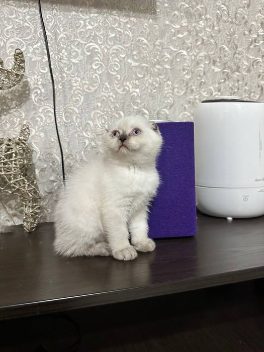 Шатланские вислоухие