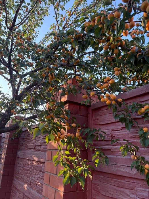 Дом рядом с ТД АИДА Алпамыс батыра 12 мкр