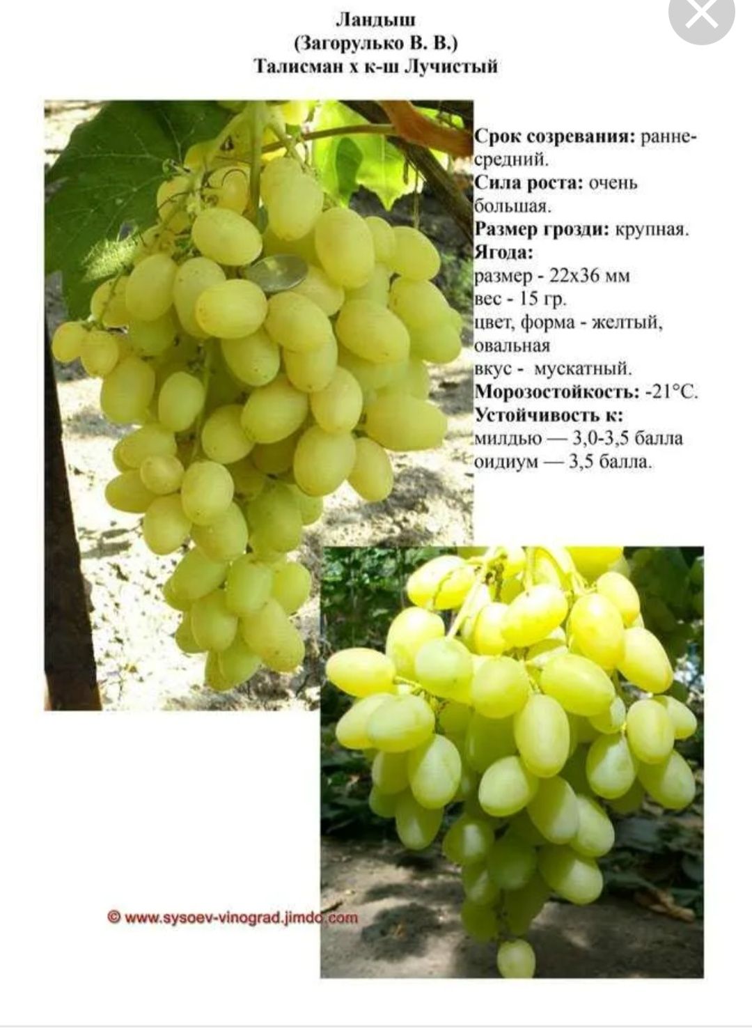 Виноград - Ландыш